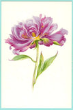 I.Maksimenko Russian postcard PEONY flower Peony