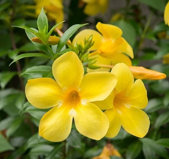 Yellow mandevilla flowers with green leaves on a live garden plant