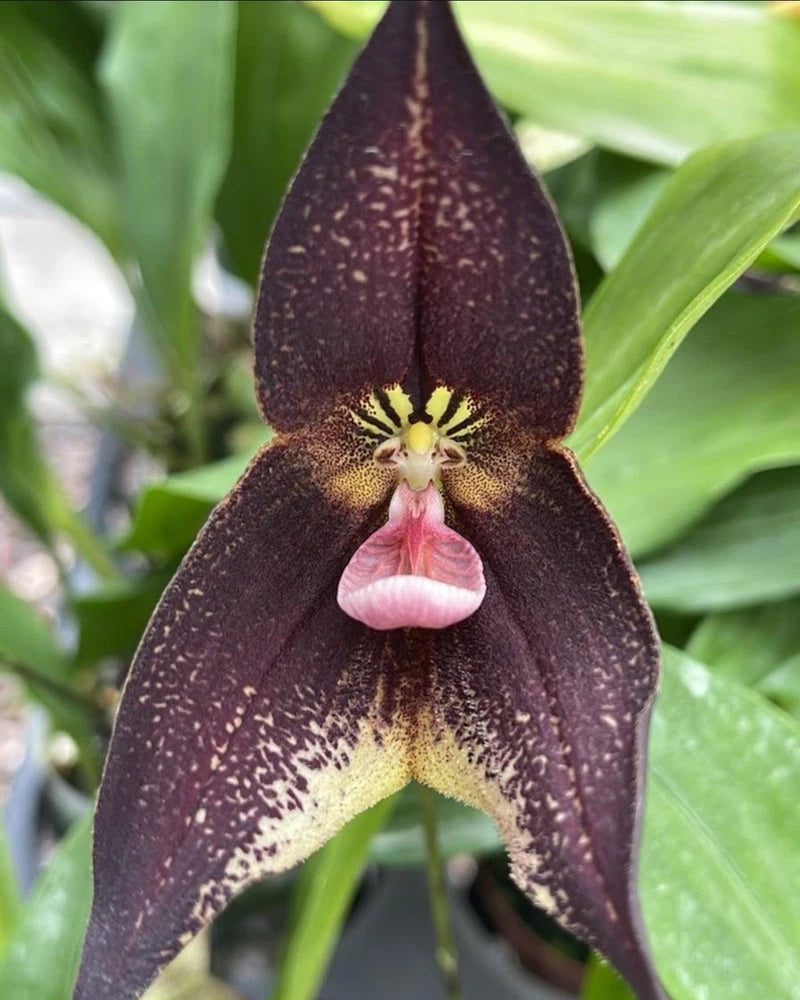 Black-and-brown speckled orchid flower with yellow throat and pink lip