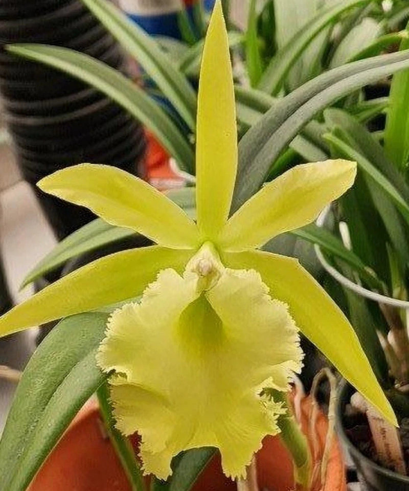 Yellow-green orchid plant with ruffled petals and long strap-like leaves