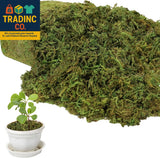 17.6 OZ Large Capacity Artificial Moss for Potted Plants,Natural Fake Moss Grass Green Plant