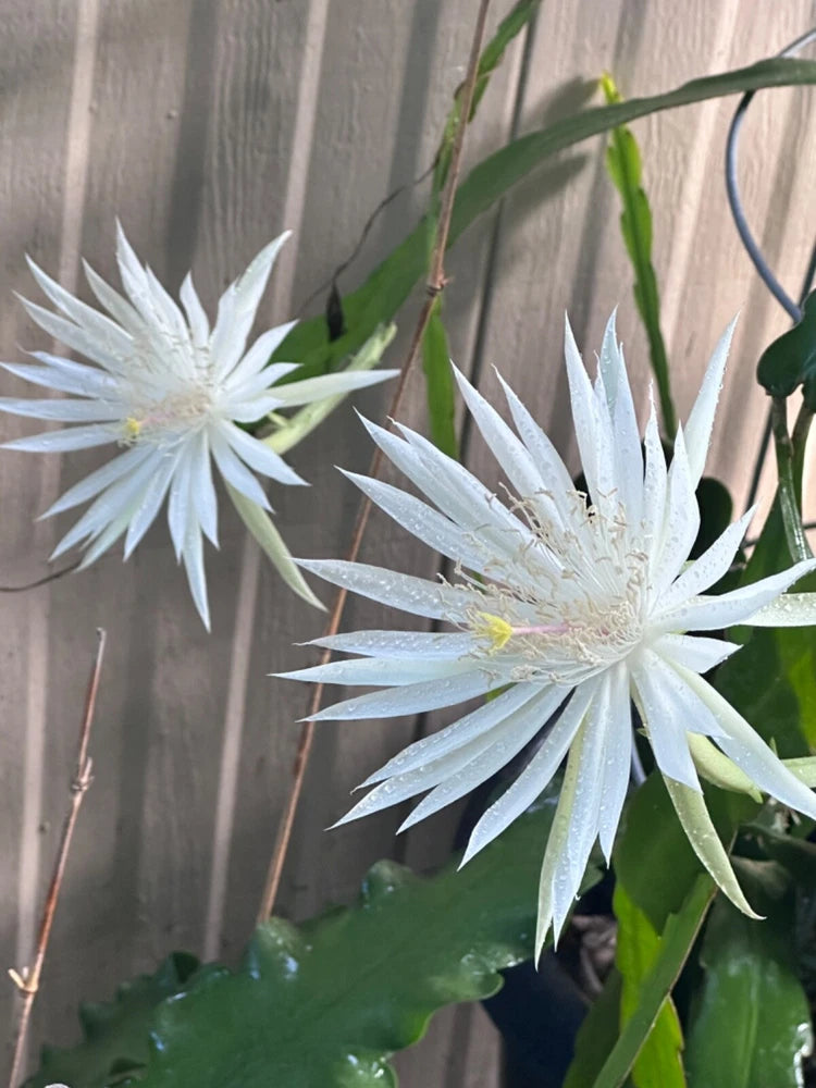 White epiphyllum orchid cactus flowers with green stems and leaves