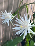 2x Pieces White Epiphyllum Orchid Cactus - oxypetalum Orchids