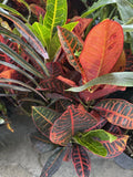 Garden croton Petra Garden Plants