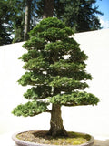 50 Japanese Cypress Bonsai Seeds Ð Chamaecyparis Obtusa Hinoki Evergreen Tree Garden Plants