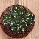 D7681 GYMNOCALYCIUM DENUDATUM pot10-H6-W10 cm MaMa Cactus Green Plant