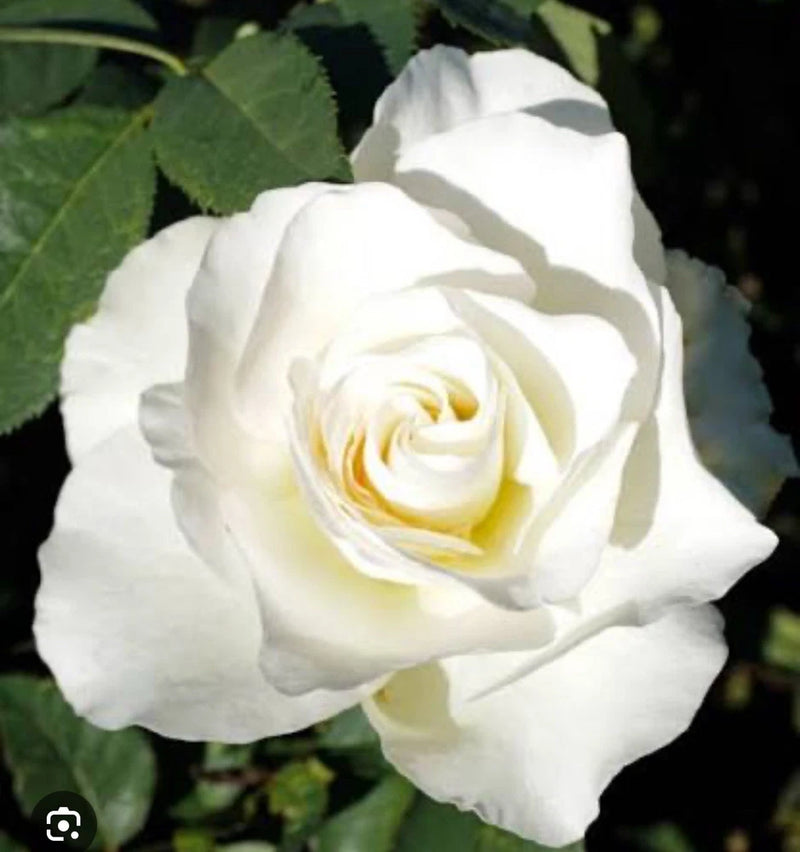 White hybrid tea rose with pale yellow center and layered petals on green leaves