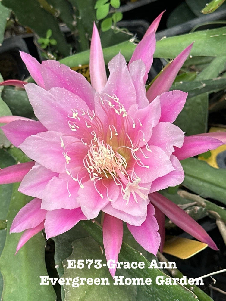 Orchid cactus with vivid pink flower and spiky petals, in a starter pot