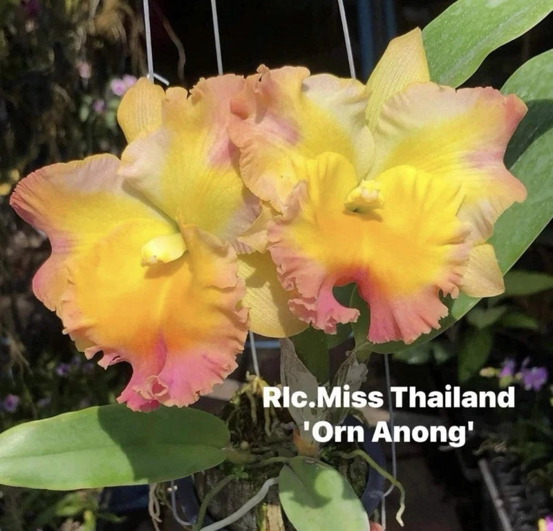 Rlc Miss Thailand ÔOrn AnongÕ Yellow Pink Mericlone Orchid Hybrid 4Ó SEEDLING Orchids