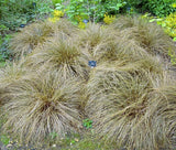 SEDGE NEW ZEALAND HAIR FROSTED CURLS Carex Comans - 100 Bulk Seeds Garden Plants
