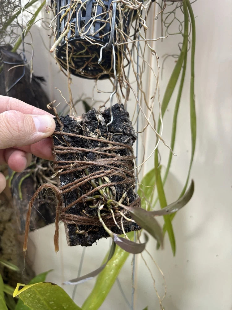Orchid mounted on black cork, exposed roots and green leaves