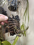 Epidendrum Orchid Magnoliae Freshly Mounted On Cork Aprox. 2Óx4Ó Orchids