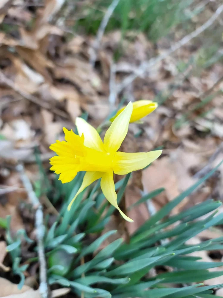 Organic Wild Daffodil - 20 Plants Orchids