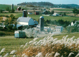 Postcard Farm & Pampas Grass, The Great River Road of the Mississippi - Iowa Pampas Grass