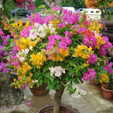 1 Pack Potted Flowers Home Garden Flower Plant Seeds 50 Mixed Color Home Gardens Flowering Plants