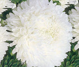 ASTER PAEONY DUCHESS WHITE Callistephus Chinensis - 100 Bulk Seeds Garden Plants