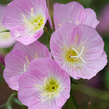 Showy Evening Primrose Seeds | Non-GMO | Free Shipping | Seed Store | 1240 Roses