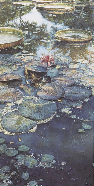 Steve Hanks water lilies in bloom art print with lily pads and pink flowers