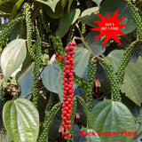 Black Pepper Plant / Indian Pepper / Piper nigrum / Live Stem for Growing  3 Nos Flowering Plants
