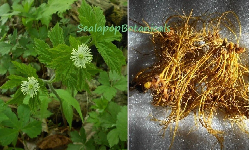 10 XL Goldenseal Roots Fresh Dug Superior Northern Root For Garden or Medicinal Garden Plants