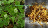 10 XL Goldenseal Roots Fresh Dug Superior Northern Root For Garden or Medicinal Garden Plants