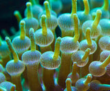 -CC- Live 4Ó-5Ó Green Bubble Tip Anemone Reef Tank Frag Coral Anemone