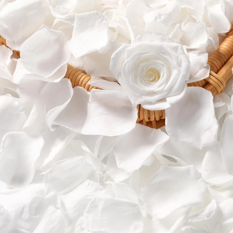 Dried white rose petals, scattered natural preserved flower petals