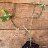 D4567 EUPHORBIA LUPULINA pot12-H40-W33 cm MaMa Cactus Green Plant
