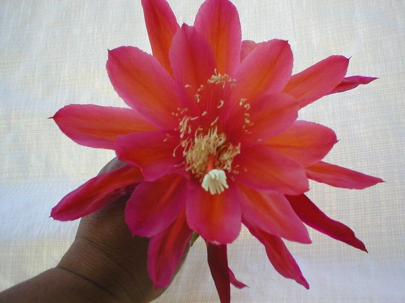 Orchid cactus bloom with bright pink-red petals and yellow center, held in hand