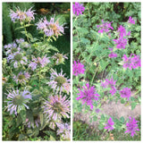 100 organic Bee Balm seeds/ Wild Bergamot / Monarda - different shades of purple Flowering Plants