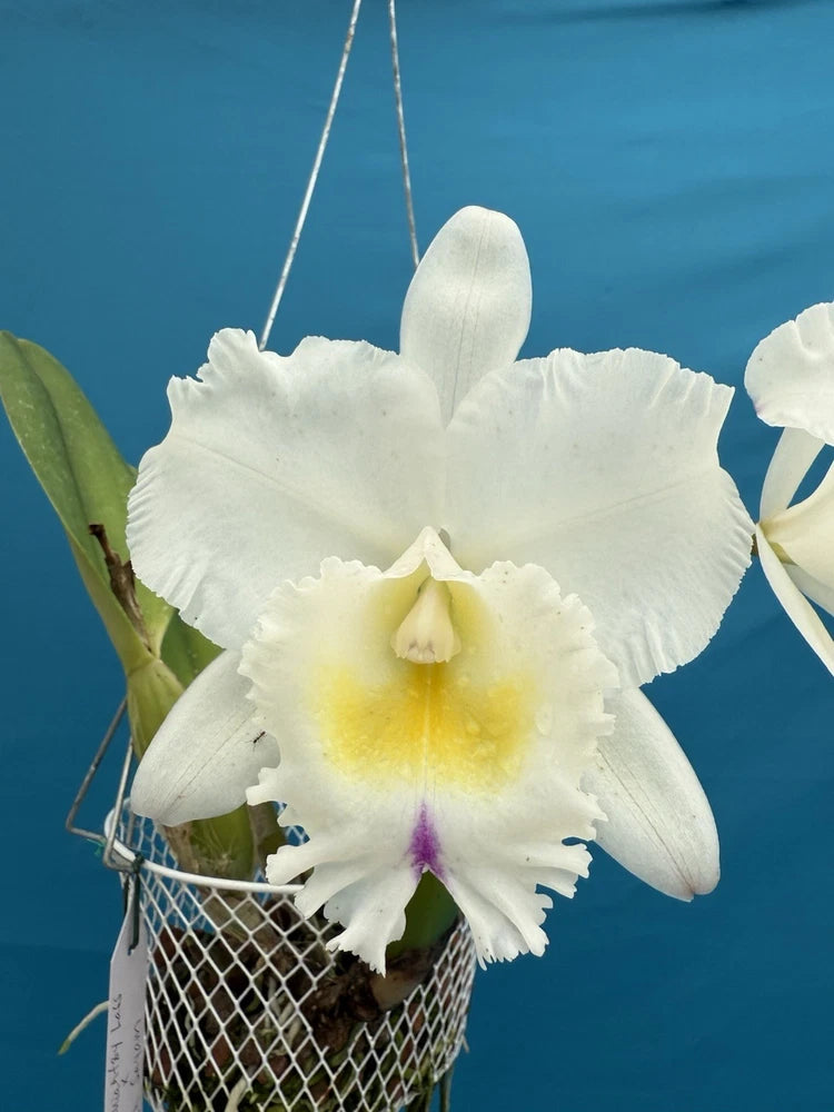White orchid blooms in metal mesh basket with green leaves