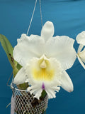 Lc Roebling ÔSentinelÕ X Rlc Pastoral Innocence BS Pink White Orchid 4.5Ó Pt Orchids