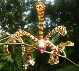 3ct.  20-24"Scorpian Orchid Stems With Healthy Roots & Fresh Growth.  No Flowers Orchids