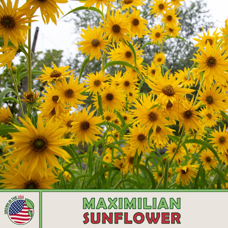 100 Maximilian Sunflower Seeds, Perennial Flowers, Butterfly Garden, Genuine USA Sunflower