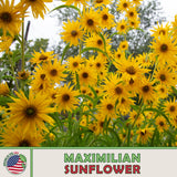 100 Maximilian Sunflower Seeds, Perennial Flowers, Butterfly Garden, Genuine USA Sunflower