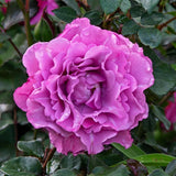 Angel Face Floribunda Rose Seeds - Pack 30 Seeds - Rose Flower Gardening Garden Plants