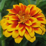 PERSIAN CARPET  ZINNIA FLOWER SEEDS 100+ WILDFLOWER annual GARDEN Free Shipping Garden Plants