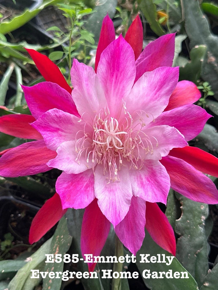 Orchid cactus in 4 in starter pot with pink and magenta blooming flower