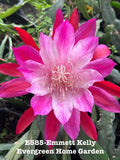 Rooted Epiphyllum Orchid Cactus Ò Emmett KellyÓÓ Growing In 4Ó Starter Pot. Orchids