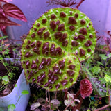 25+ Ferox Begonia Seeds for Garden Planting - USA - FREE SHIPPING! Garden Plants