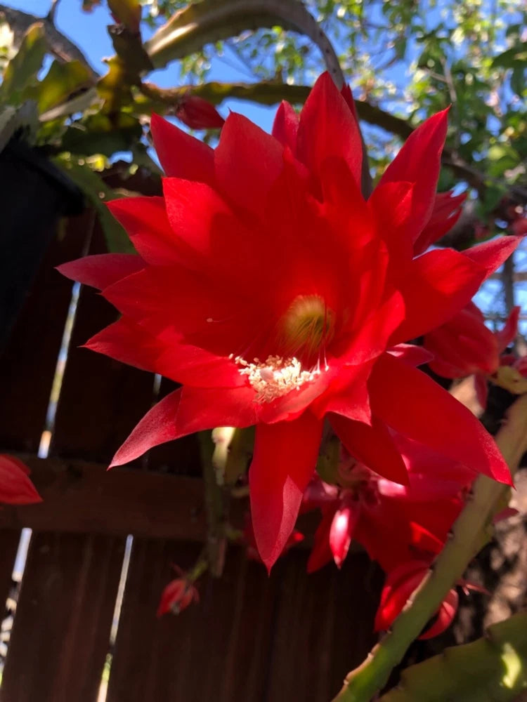 Red epiphyllum Ackermannii orchid cactus flower with red buds on a green stem