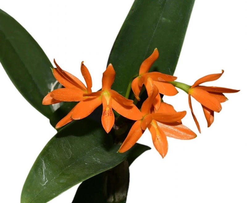 Guarianthe aurantiaca ÔSin ManchasÕ Clear Orange Orchid Species 5.5Ó Pot (CJ21) Orchids