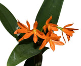 Guarianthe aurantiaca ÔSin ManchasÕ Clear Orange Orchid Species 5.5Ó Pot (CJ21) Orchids