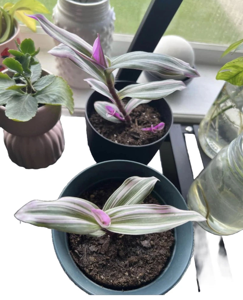 Trascendencia Plant In Pot Orchids