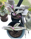 Trascendencia Plant In Pot Orchids