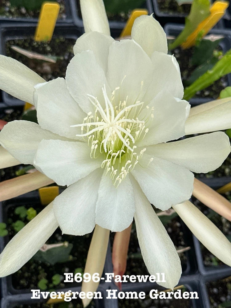 White epiphyllum orchid cactus flower with long petals, rooted in a 4-inch starter pot