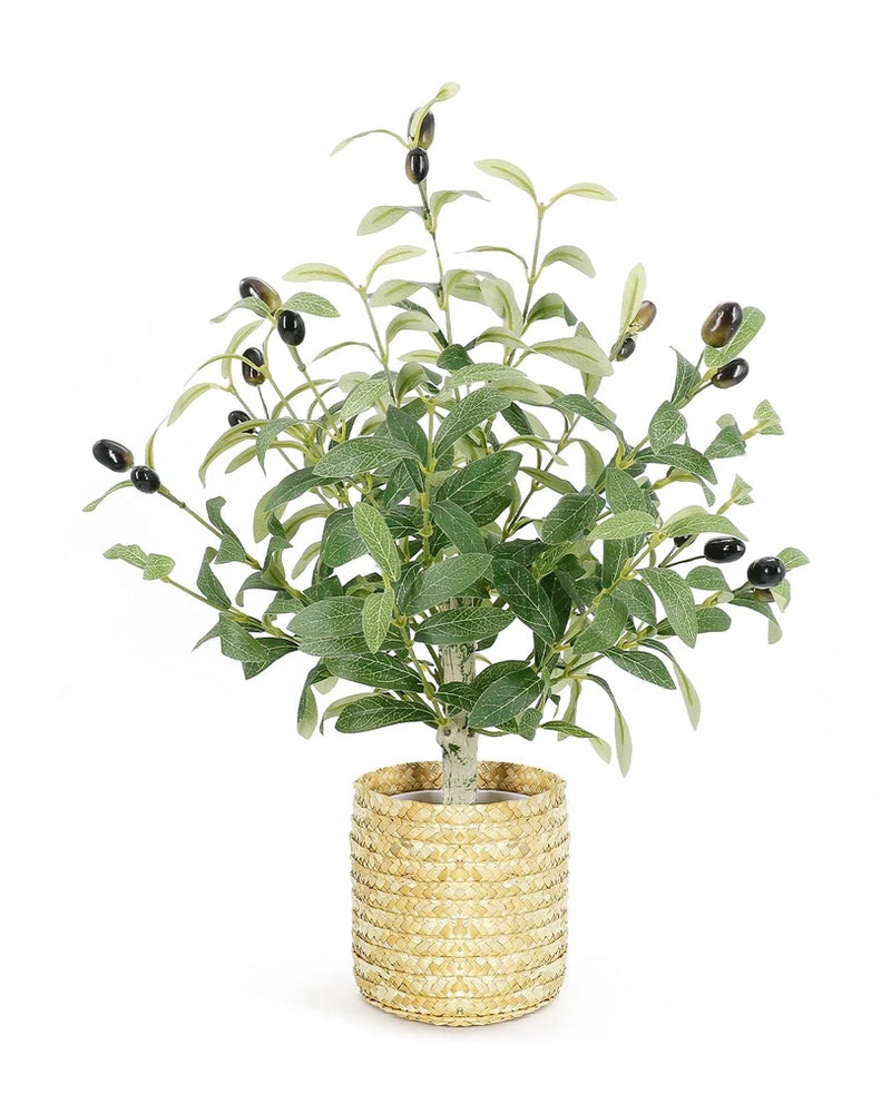 Small faux olive tree with hand-woven straw basket planter, green leaves