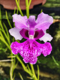 Papilionanthe hookeriana Ð Rare Species Orchid | Live Plant in 4