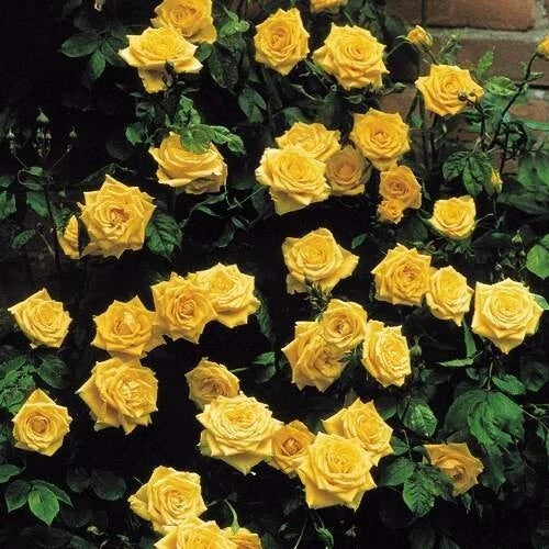 20 Yellow Climbing Rose Seeds - Rare Non-GMO Heirloom Variety for Your Garden Garden Plants