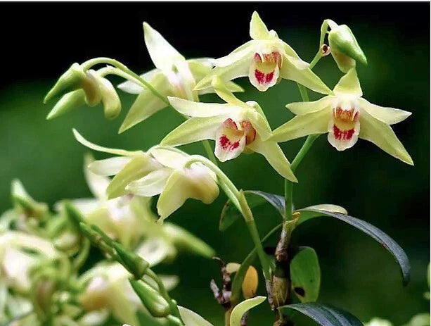Blooming orchid plant with pale yellow flowers and red centers on green stems